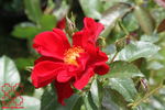 Mykonos rose photo