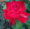 Carolina Pride rose photo