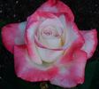 Sister Ruby rose photo