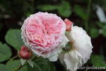 Délicieuse Gourmandise rose photo