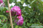 Joyeuse Farandole rose photo