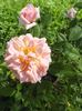Field Roebuck rose photo
