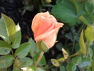 Loving Touch ™ rose photo
