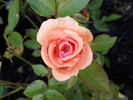 Loving Touch ™ rose photo