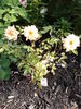 Loving Touch ™ rose photo