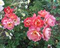 Gloria B. rose photo