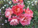 Gloria B. rose photo