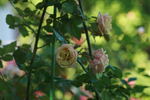 Adam rose photo