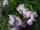 Mrs. Billy Crick rose photo