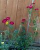 Magic Dragon rose photo