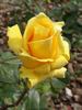 Condesa de Barcelona rose photo