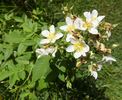 Reverend Seidel rose photo