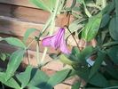 integrifolia 'Pamjatj Serdtza' clematis photo