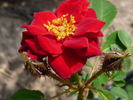 Warm rose photo