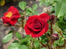Warm rose photo