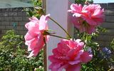 Descanso Pillar rose photo