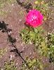Souvenir of Wootton rose photo