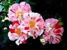 Boccacio rose photo