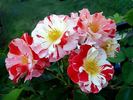 Boccacio rose photo