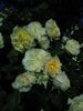 Swan ® rose photo