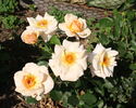 Golden Unicorn rose photo