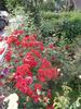 Grimpant La Sevillana rose photo