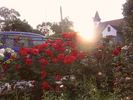 Grimpant La Sevillana rose photo