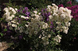 Blushing Bride rose photo