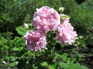 Carlos Perpetual rose photo