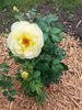 High Voltage rose photo
