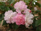 Guirlande Rose rose photo