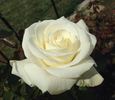 Randy Scott rose photo