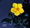 My Sunshine rose photo