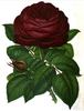 Charles Darwin rose photo