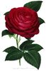Harrison Weir rose photo