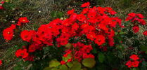 Franz Weber rose photo