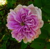 Jean Bodin rose photo