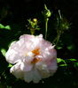 Clémentine rose photo