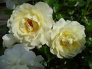 Inner Wheel rose photo