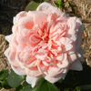 Break o' Day rose photo