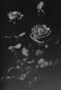 Francis Scott Key rose photo
