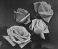 Pilgrim rose photo