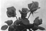 My Maryland rose photo