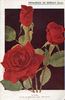 E. G. Hill rose photo