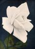 Caledonia rose photo