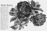 Dr. Reymont rose photo
