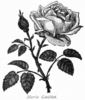 Marie Guillot rose photo