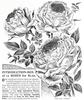 Madame Elie Lambert rose photo