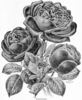 Marion Dingee rose photo