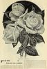 Madame Elie Lambert rose photo